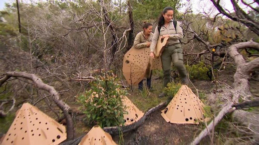 Cardboard city erected in Sydney for homeless mice, rats, lizards