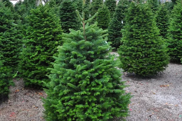 Christmas Tree Rentals Emerging as Sustainable Option for Green Holiday