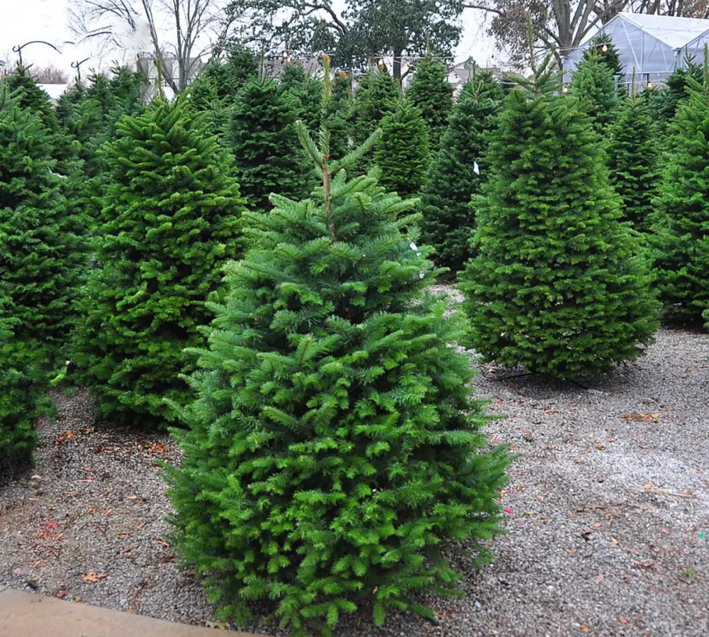 Christmas Tree Rentals Emerging as Sustainable Option for Green Holiday