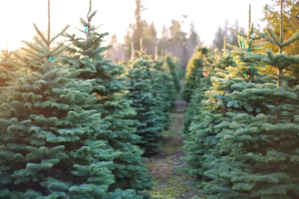 Christmas Tree Rentals in United Kingdom - Christmas on the Hill, North London
