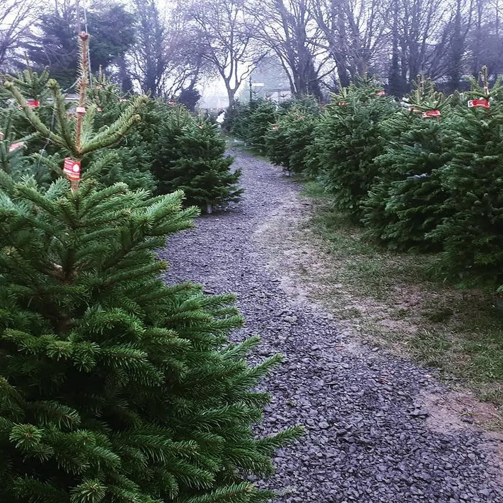 Christmas Tree Rentals in United Kingdom - Cotswold Fir, Gloucester