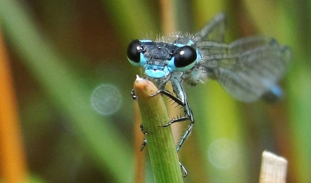 Dragonflies threatened as wetlands around the world disappear_IUCN