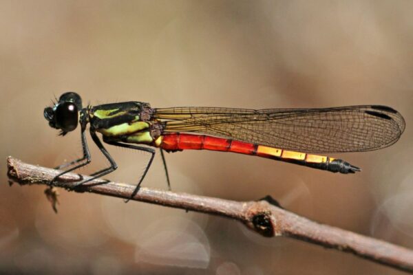 Dragonflies threatened as wetlands around the world disappear_IUCN