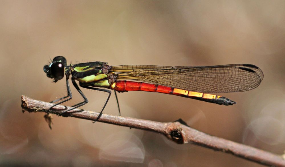 Dragonflies threatened as wetlands around the world disappear_IUCN