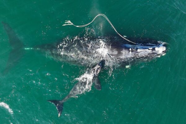 Endangered whale gives birth while entangled in fishing rope