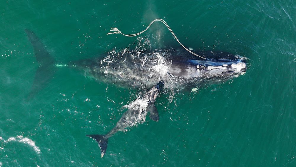 Endangered whale gives birth while entangled in fishing rope