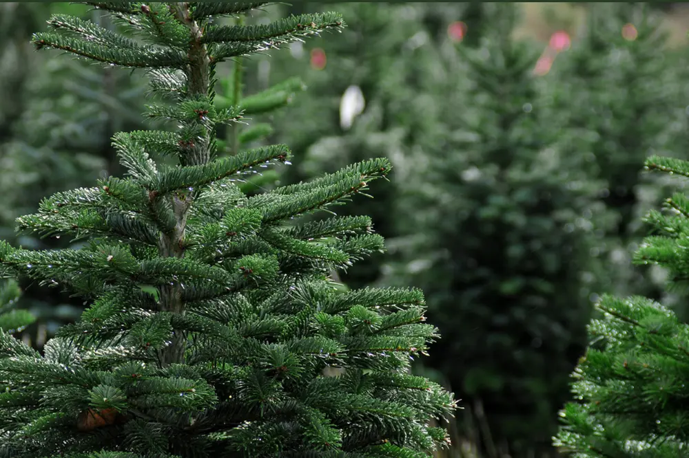 Christmas Tree Rentals in United Kingdom - Festive Tree Hire, Berkshire