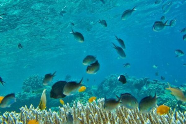 Warming Oceans and Acidification to Threaten Fish Species