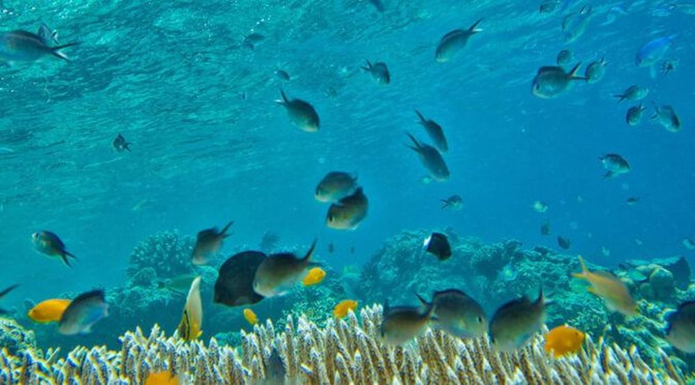 Warming Oceans and Acidification to Threaten Fish Species 