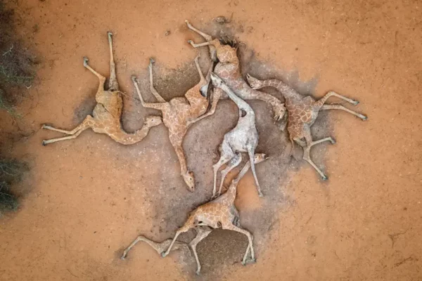 Horrific Image of Six Dead Giraffes amid Kenya Drought Goes Viral