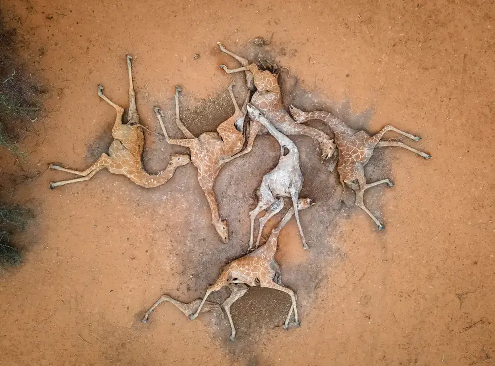 Horrific Image of Six Dead Giraffes amid Kenya Drought Goes Viral