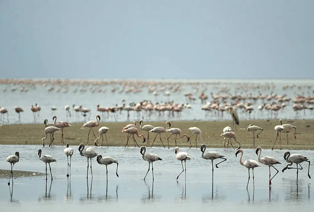 Lesser Flamingos Breed at Lake Natron That Petrifies Animals That Fall In