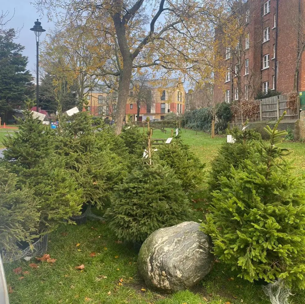 Christmas Tree Rentals in United Kingdom - London Christmas Tree Rental, London