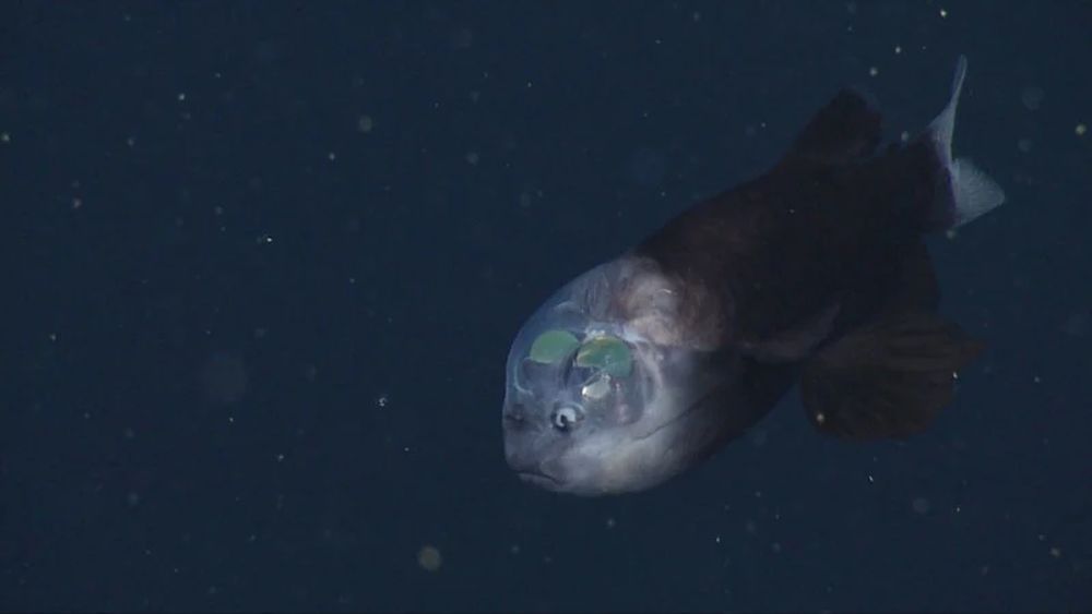 Scientists capture rare footage of bizarre fish with transparent head_MBARI