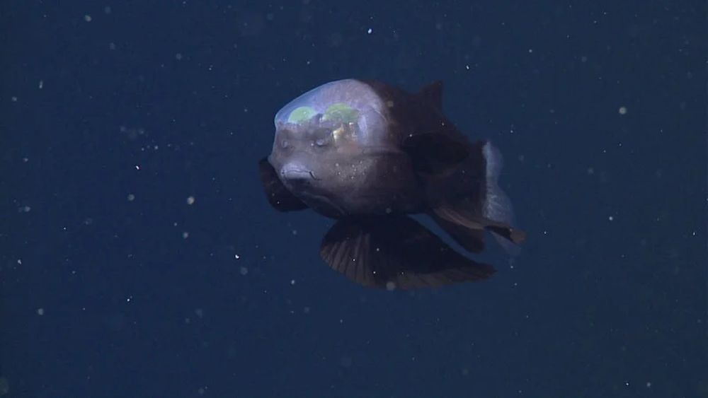 Scientists capture rare footage of bizarre fish with transparent head_MBARI