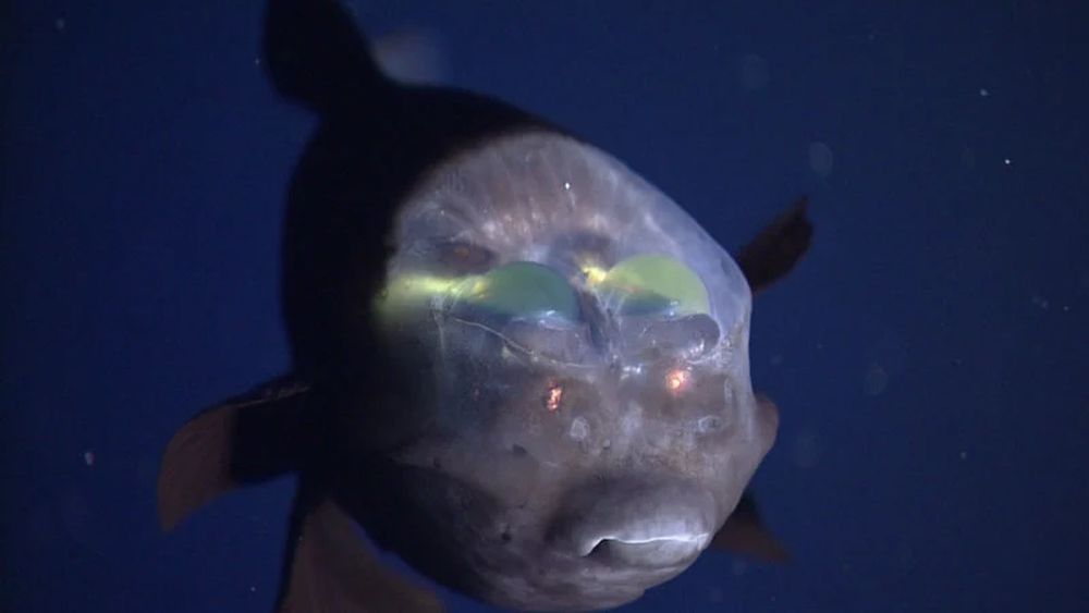 Scientists capture rare footage of bizarre fish with transparent head_MBARI 