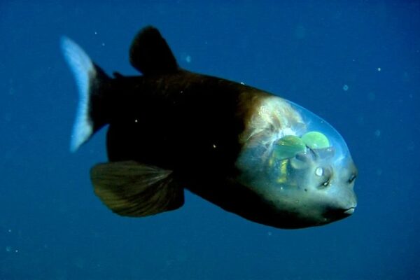 Scientists capture rare footage of bizarre fish with transparent head_MBARI