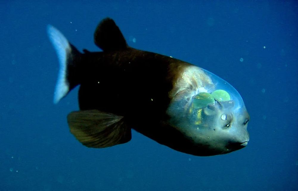 Scientists capture rare footage of bizarre fish with transparent head_MBARI
