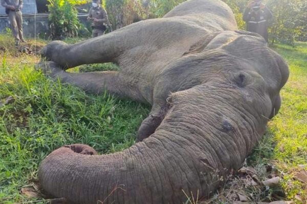 Seven-ton Chanthaburi elephant dies from electric shock