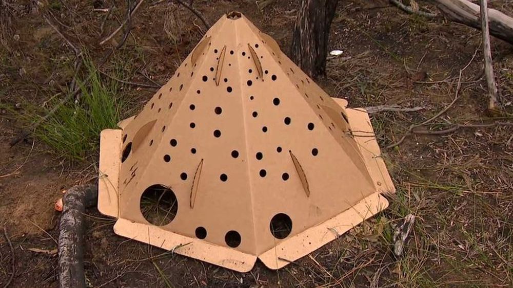 Cardboard city erected in Sydney for homeless mice, rats, lizards