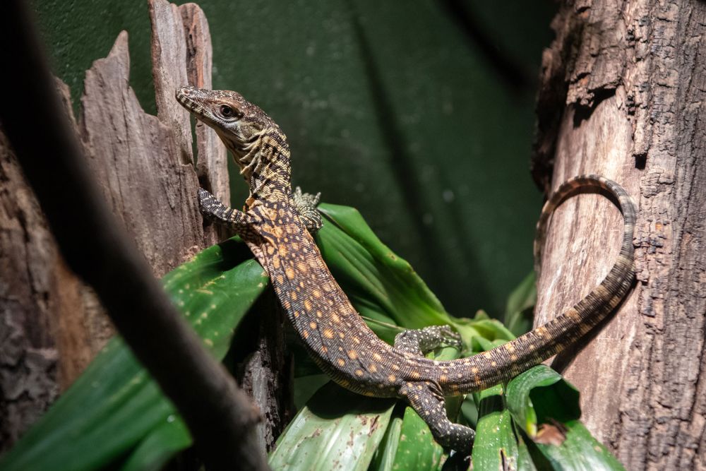 Six Komodo Dragons Hatch at Bronx Zoo 