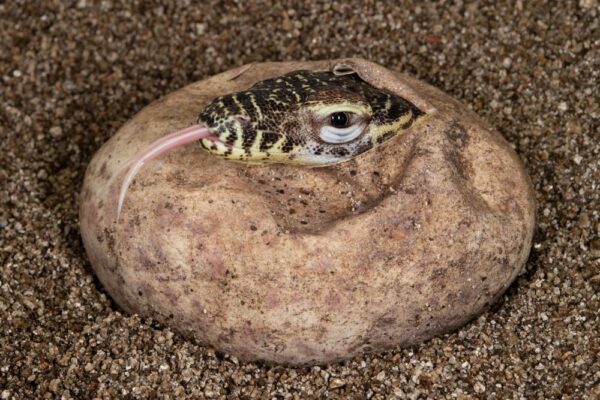 ix Komodo Dragons Hatch at Bronx Zoo