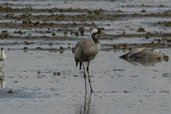 The Outbreak of Bird Flu Kills 5,000 Cranes in Israel