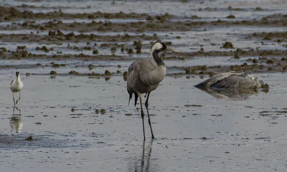 The Outbreak of Bird Flu Kills 5,000 Cranes in Israel