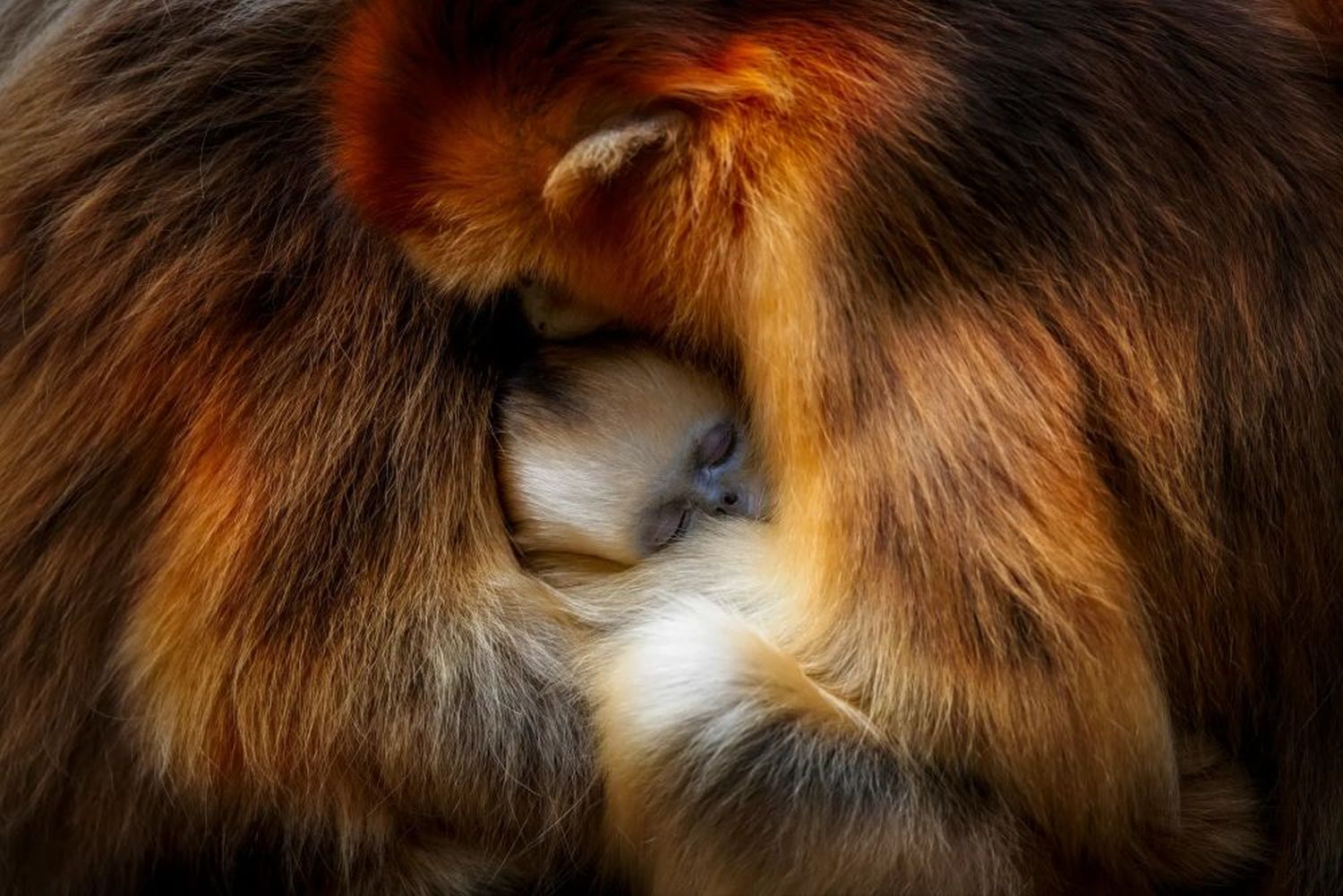 Wildlife Photographer Of The Year People’s Choice Award