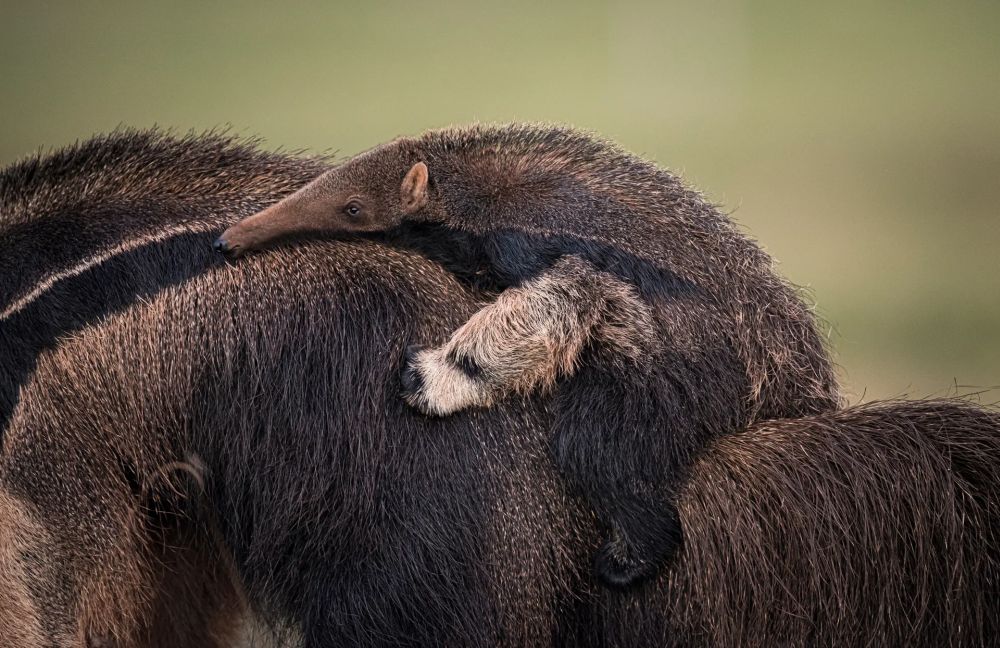 Wildlife Photographer of the Year People’s Choice Award