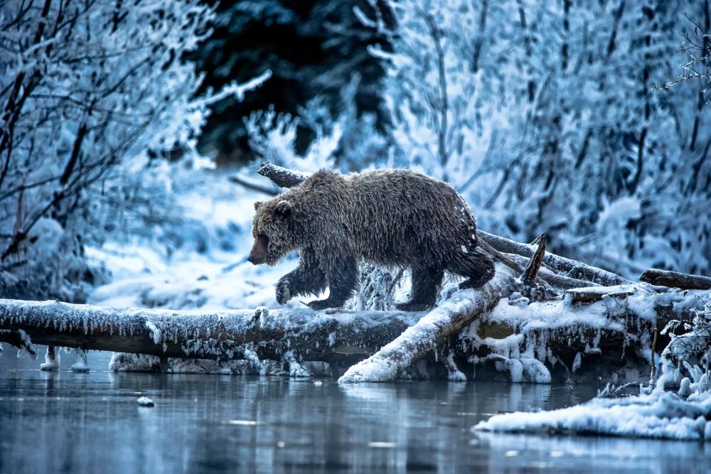 Wildlife Photographer of the Year People’s Choice Award