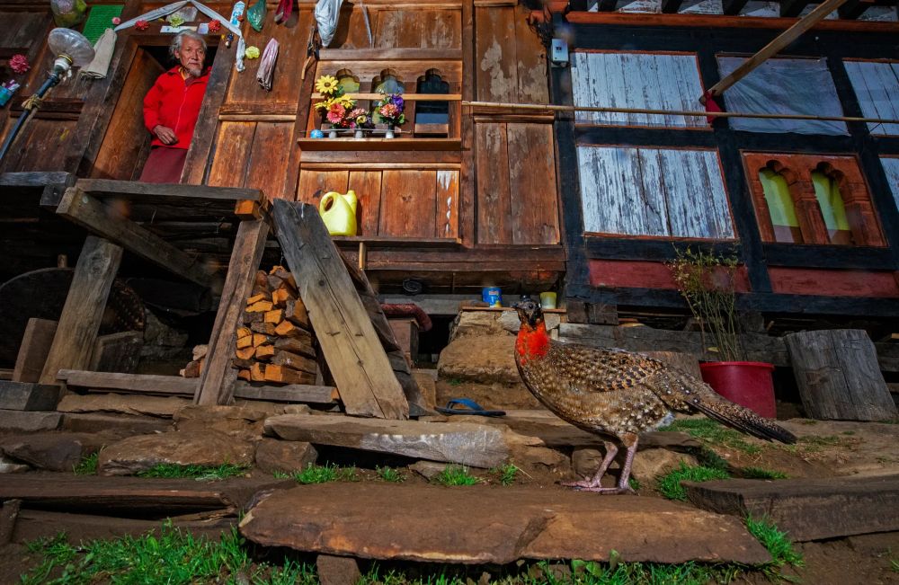 Wildlife Photographer of the Year People’s Choice Award 