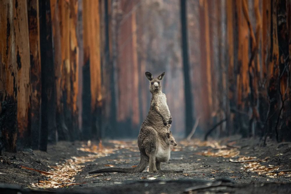 Wildlife Photographer of the Year People’s Choice Award 