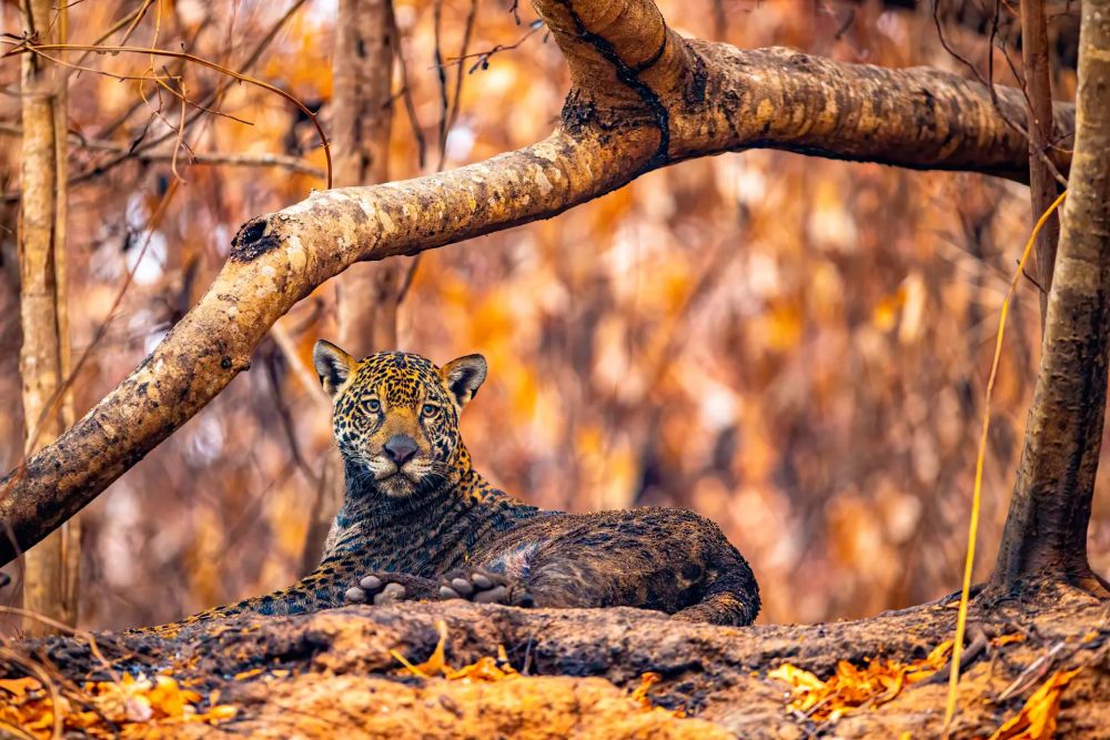 Wildlife Photographer of the Year People’s Choice Award