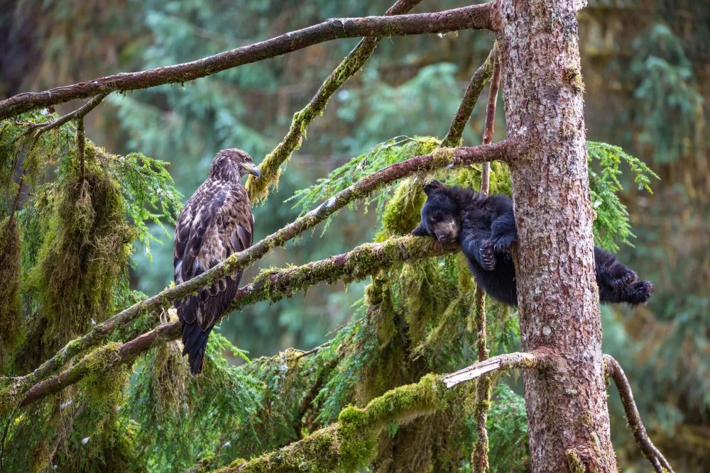 Wildlife Photographer of the Year People’s Choice Award 