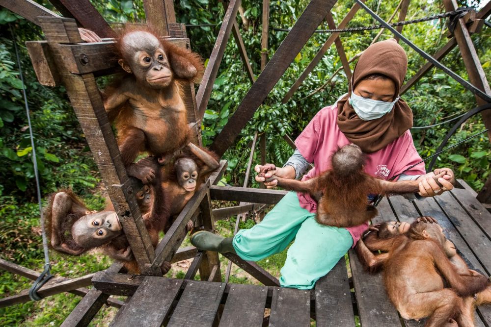 Wildlife Photographer of the Year People’s Choice Award