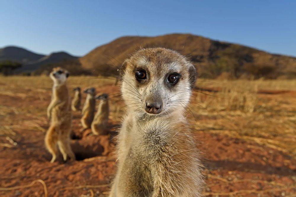 Wildlife Photographer of the Year People’s Choice Award