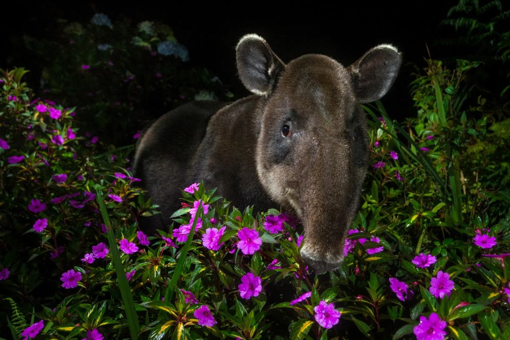 Wildlife Photographer of the Year People’s Choice Award 