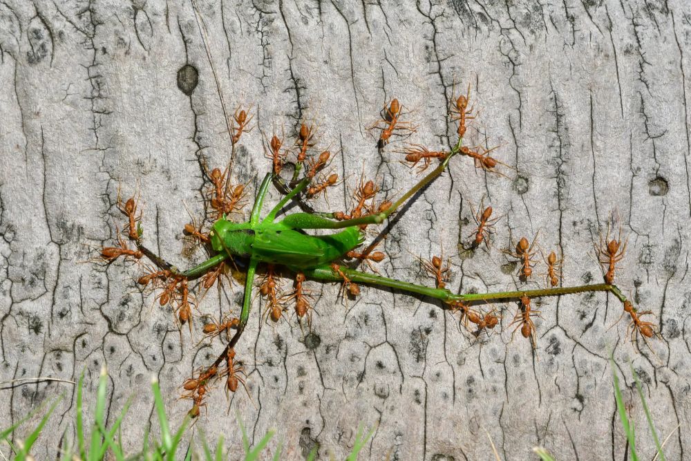 Wildlife Photographer of the Year People’s Choice Award