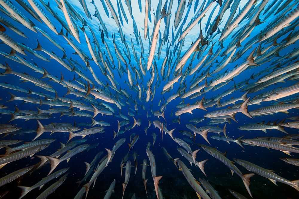 Wildlife Photographer of the Year People’s Choice Award