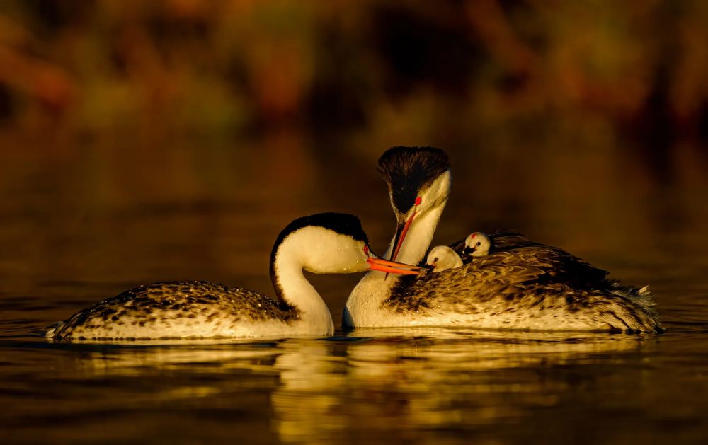 This Mother’s Day, Let’s Celebrate Motherhood in Animal Kingdom