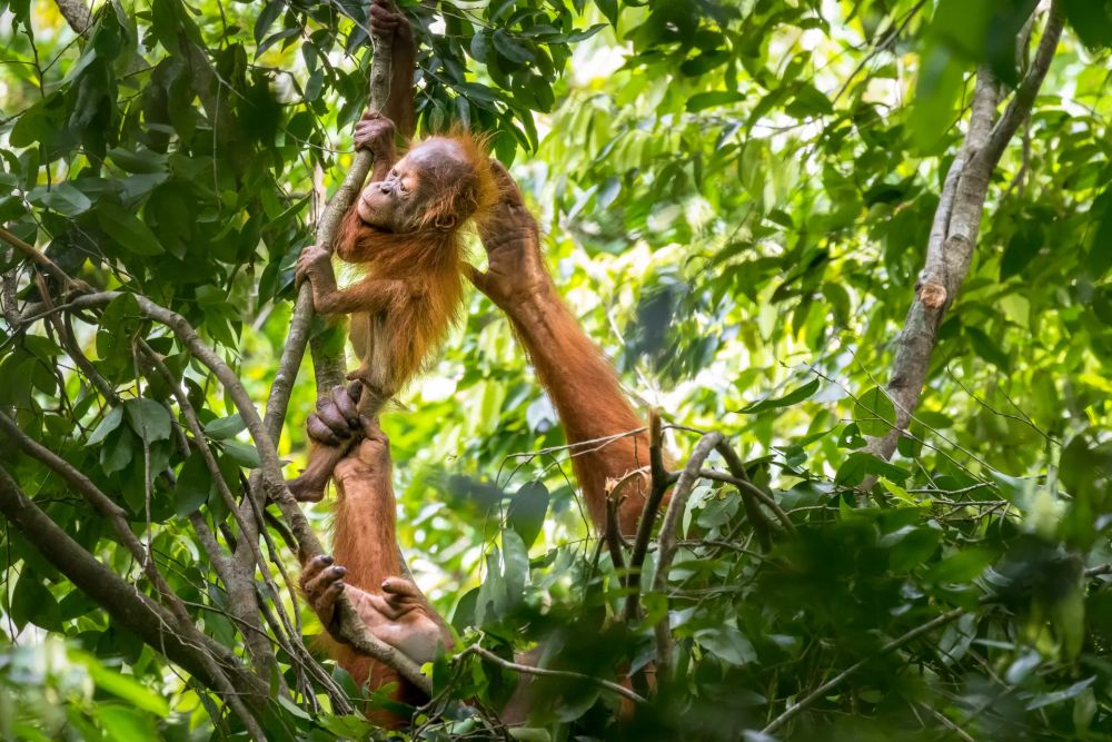 Wildlife Photographer of the Year People’s Choice Award