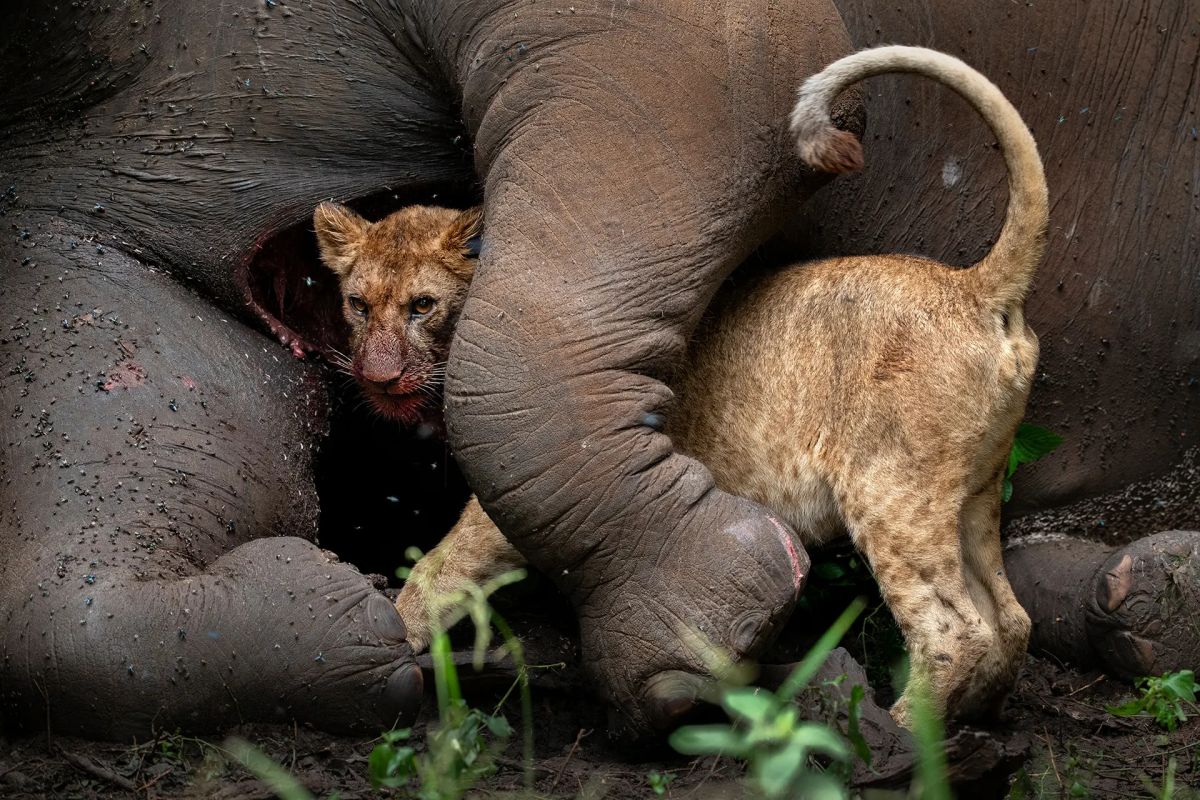 Winning Shots from the Nature Photographer of the Year 2021 