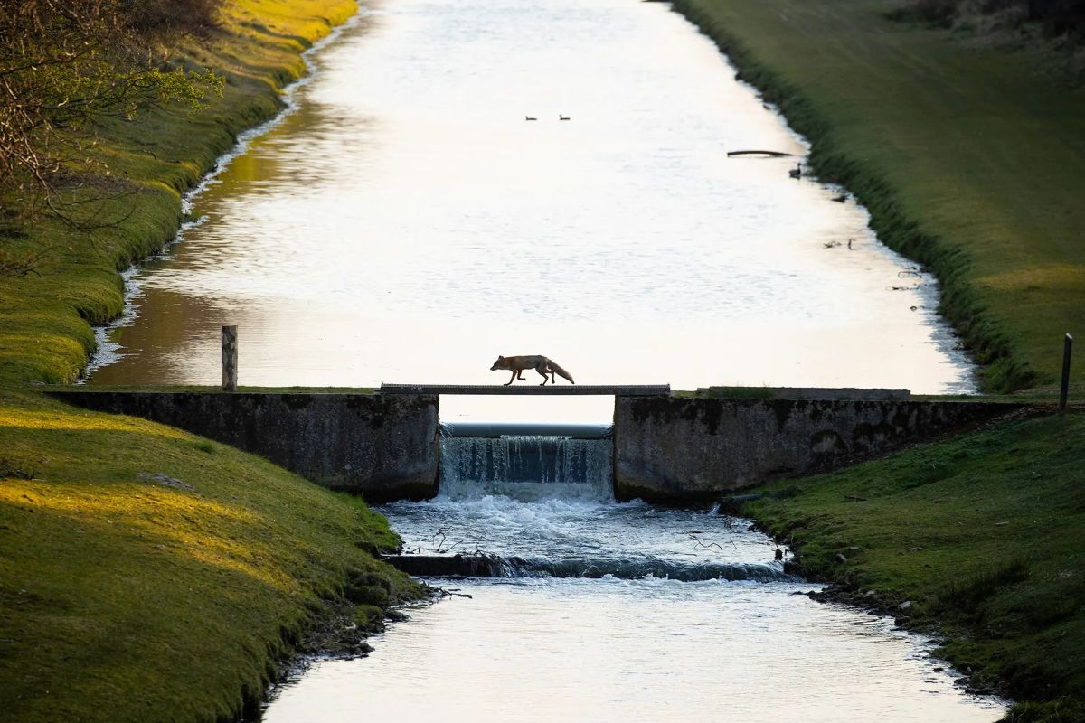 Winning Shots from the Nature Photographer of the Year 2021 