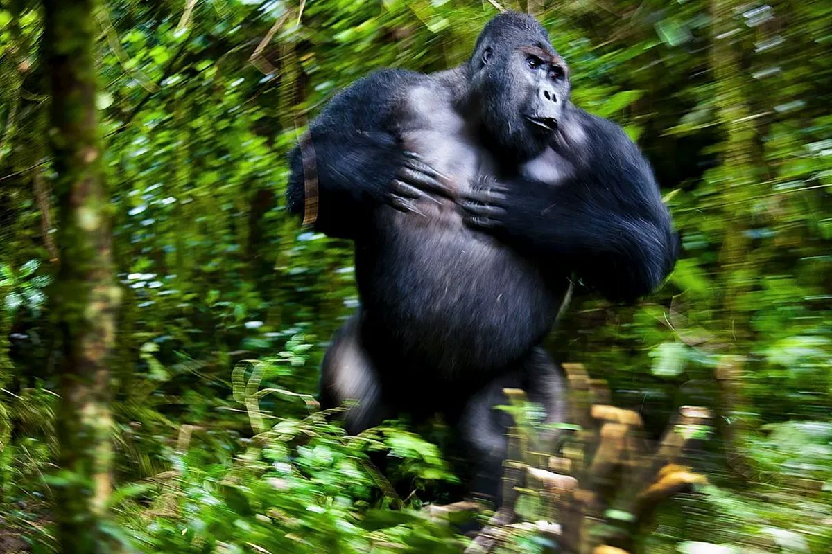 Winning Shots from the Nature Photographer of the Year 2021 