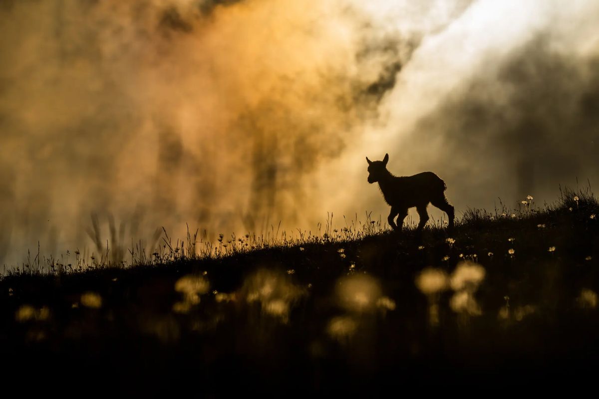 Winning Shots from the Nature Photographer of the Year 2021 