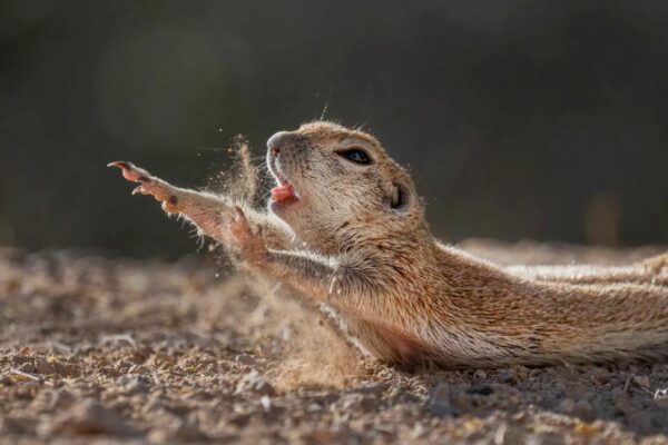 Winning Shots from the Nature Photographer of the Year 2021