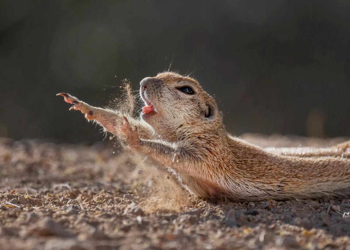 Winning Shots from the Nature Photographer of the Year 2021 
