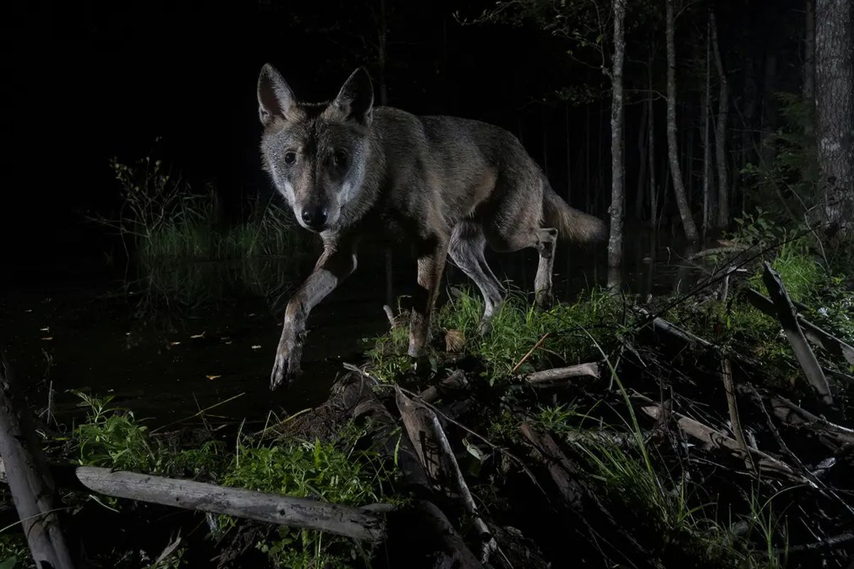 Winning Shots from the Nature Photographer of the Year 2021 