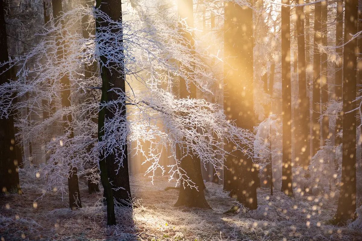 Winning Shots from the Nature Photographer of the Year 2021 